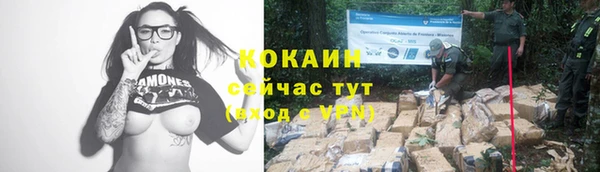 прущие грибы Новозыбков